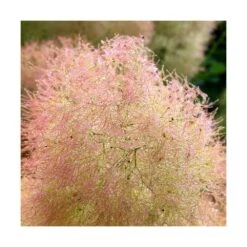 Arbre à Perruque Coggygria Young Lady/pot De 4l - 60/120 Cm -VIDAXL Soldes Magasin 63fdf44cdfcca8.08856198