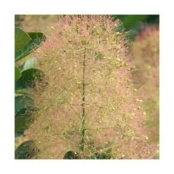 Arbre à Perruque Coggygria Young Lady/pot De 4l - 60/120 Cm -VIDAXL Soldes Magasin 63fdf44ce79c90.42812212