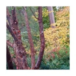 Érable à écorce De Papier/pot De 10l - 80/120 Cm 9 Érable à écorce De Papier/pot De 10l - 80/120 Cm -VIDAXL Soldes Magasin 63fdf450748b14.20055065