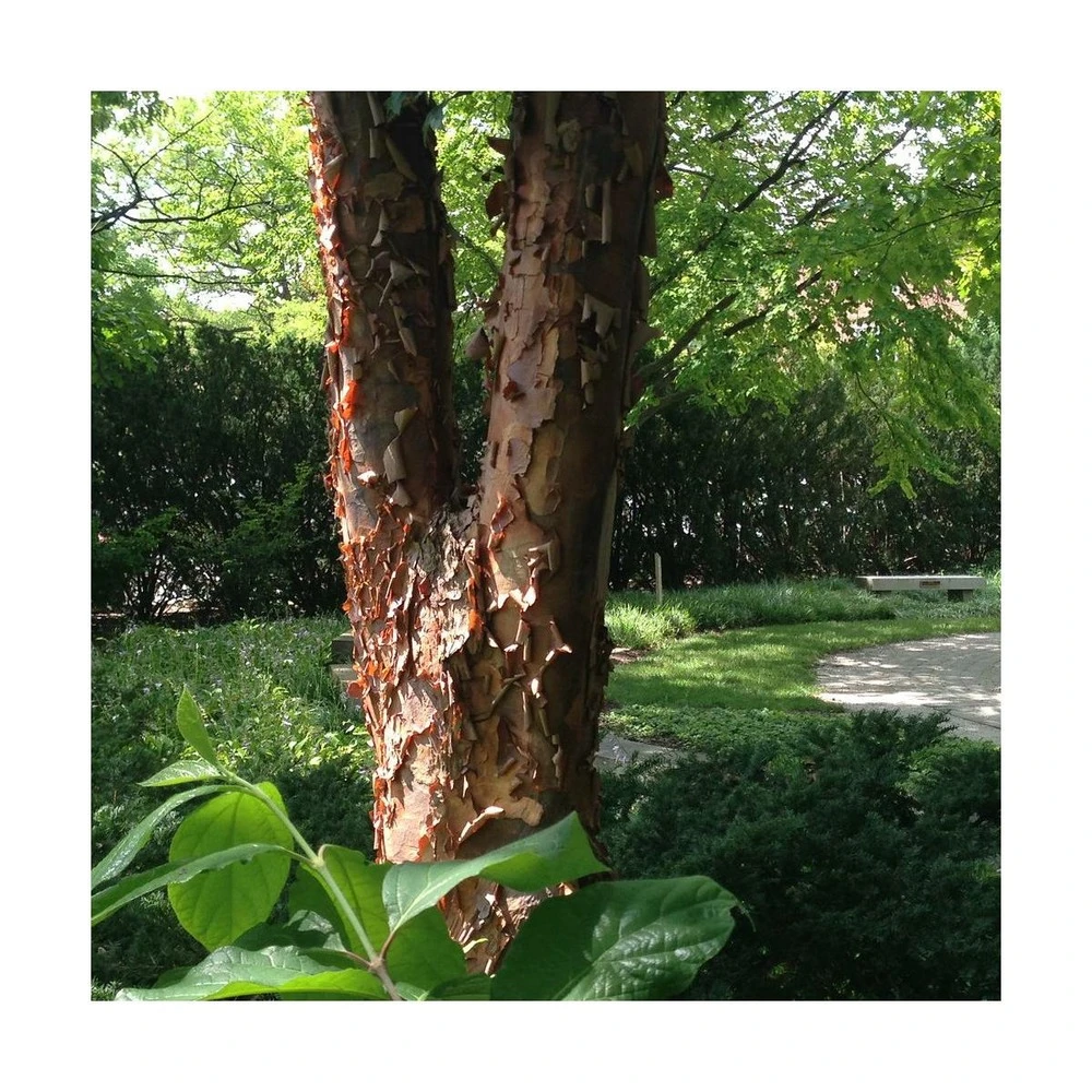 Érable à écorce De Papier/pot De 10l - 80/120 Cm 3 Érable à écorce De Papier/pot De 10l - 80/120 Cm