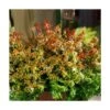 Abélie à Grandes Fleurs Kaleidoscope®/pot De 4l - 40/60 Cm -VIDAXL Soldes Magasin 63fdf45356c787.47251377
