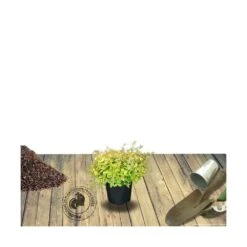 Abélie à Grandes Fleurs Kaleidoscope®/pot De 4l - 40/60 Cm -VIDAXL Soldes Magasin 63fdf45371a337.71584706