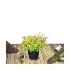 Abélie à Grandes Fleurs Kaleidoscope®/pot De 4l - 40/60 Cm -VIDAXL Soldes Magasin 63fdf45374d855.11333165