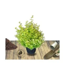Abélie à Grandes Fleurs Kaleidoscope®/pot De 4l - 40/60 Cm -VIDAXL Soldes Magasin 63fdf4537c3952.20059920
