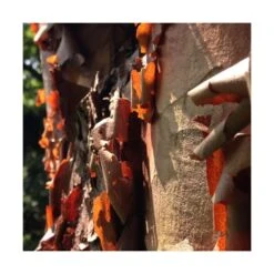 Érable à écorce De Papier/pot De 18 L - 125/150 8 Érable à écorce De Papier/pot De 18 L - 125/150 -VIDAXL Soldes Magasin 63fdf45554a968.08394350