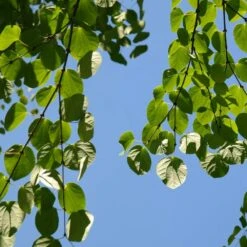 Arbre Au Caramel Japonicum/pot De 5l - 80/100 Cm 10 Arbre Au Caramel Japonicum/pot De 5l - 80/100 Cm -VIDAXL Soldes Magasin 63fdf472835572.34793478