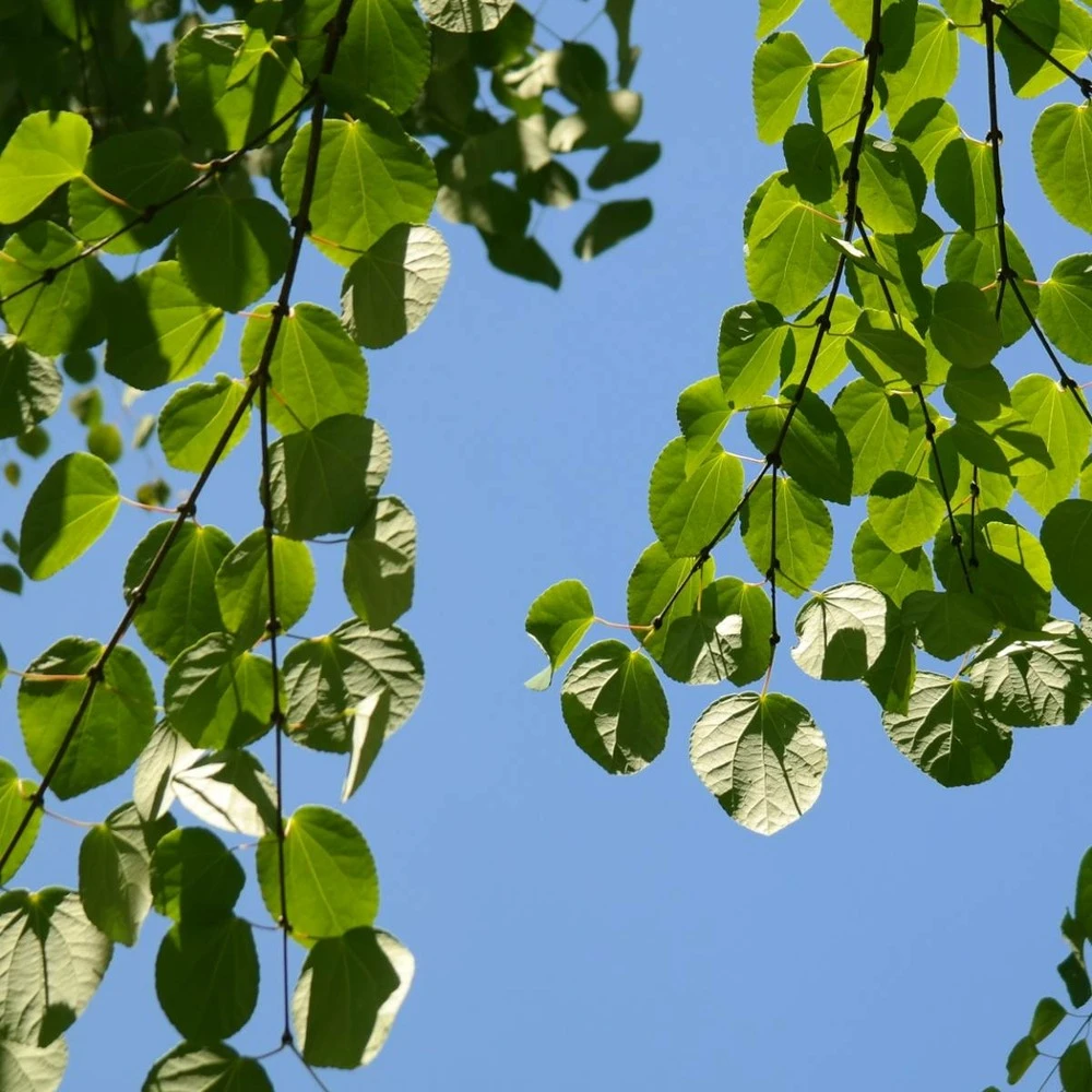 Arbre Au Caramel Japonicum/pot De 5l - 80/100 Cm 5 Arbre Au Caramel Japonicum/pot De 5l - 80/100 Cm – Image 3