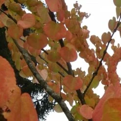 Arbre Au Caramel Japonicum/pot De 5l - 80/100 Cm 13 Arbre Au Caramel Japonicum/pot De 5l - 80/100 Cm -VIDAXL Soldes Magasin 63fdf4728e9946.94455242