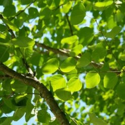 Arbre Au Caramel Japonicum/pot De 5l - 80/100 Cm 12 Arbre Au Caramel Japonicum/pot De 5l - 80/100 Cm -VIDAXL Soldes Magasin 63fdf472927303.75361738