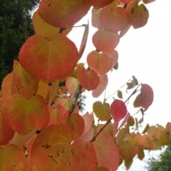 Arbre Au Caramel Japonicum/pot De 5l - 80/100 Cm 11 Arbre Au Caramel Japonicum/pot De 5l - 80/100 Cm -VIDAXL Soldes Magasin 63fdf4729a6164.27611430