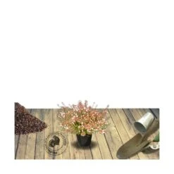 Abélie à Grandes Fleurs Sherwood/pot De 4l - 40/60 Cm -VIDAXL Soldes Magasin 63fdf47959f271.84221600