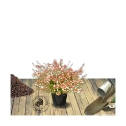Abélie à Grandes Fleurs Sherwood/pot De 4l - 40/60 Cm -VIDAXL Soldes Magasin 63fdf4795d6a39.50683103