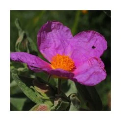 Ciste Pourpre Purpureus/pot De 4l - 40/60 Cm -VIDAXL Soldes Magasin 63fdf48094f861.80590374