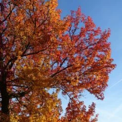 Copalme D'amérique Styraciflua Worplesdon/pot De 10l - 125/150 Cm -VIDAXL Soldes Magasin 64009864559ce2.55659192