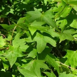 Copalme D'amérique Styraciflua Worplesdon/pot De 10l - 125/150 Cm -VIDAXL Soldes Magasin 6400986459fd07.20346548