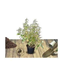 Elaeagnus X Ebbingei Viveleg®/pot De 7,5l - 80/100 Cm -VIDAXL Soldes Magasin 640098670c86d5.86233137