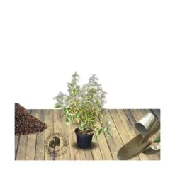 Elaeagnus X Ebbingei Viveleg®/pot De 7,5l - 80/100 Cm -VIDAXL Soldes Magasin 640098671027a1.90271693
