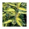 Elaeagnus X Ebbingei Viveleg®/pot De 7,5l - 80/100 Cm 1 Elaeagnus X Ebbingei Viveleg®/pot De 7,5l - 80/100 Cm -VIDAXL Soldes Magasin 6400986714aef0.29725142