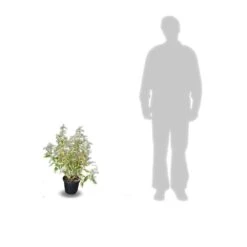 Elaeagnus X Ebbingei Viveleg®/pot De 7,5l - 80/100 Cm -VIDAXL Soldes Magasin 64009867184123.05823370