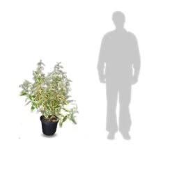 Elaeagnus X Ebbingei Viveleg®/pot De 7,5l - 80/100 Cm -VIDAXL Soldes Magasin 640098671cc634.82681727