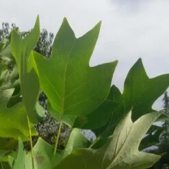 Tulipier De Virginie Tulipifera/pot De 12l - 150/175 Cm -VIDAXL Soldes Magasin 64009876a885e8.26750071