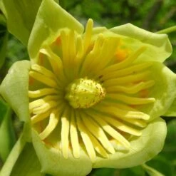 Tulipier De Virginie Tulipifera/pot De 12l - 150/175 Cm -VIDAXL Soldes Magasin 64009876add0b3.87943697