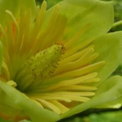 Tulipier De Virginie Tulipifera/pot De 12l - 150/175 Cm -VIDAXL Soldes Magasin 64009876bc4700.67984321