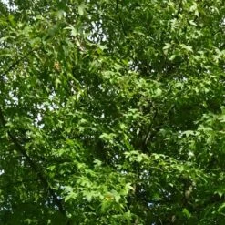 Copalme D'amérique Styraciflua/pot De 10l - 100/125 Cm 8 Copalme D'amérique Styraciflua/pot De 10l - 100/125 Cm -VIDAXL Soldes Magasin 640098784ffd25.20702013