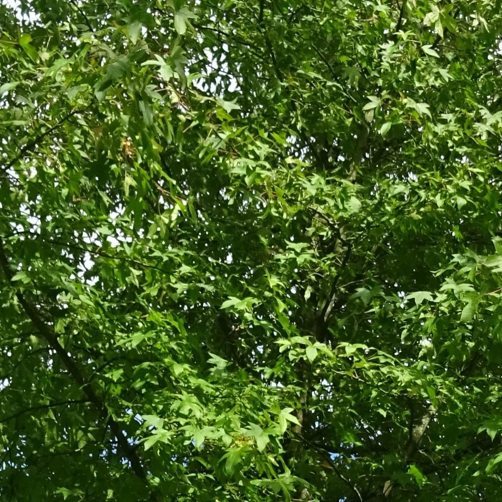 Copalme D'amérique Styraciflua/pot De 10l - 100/125 Cm 5 Copalme D'amérique Styraciflua/pot De 10l - 100/125 Cm – Image 3