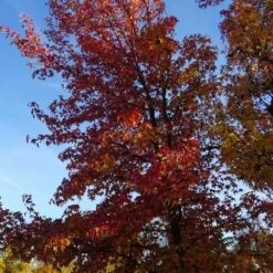 Copalme D'amérique Styraciflua/pot De 10l - 100/125 Cm 9 Copalme D'amérique Styraciflua/pot De 10l - 100/125 Cm -VIDAXL Soldes Magasin 640098785461b8.45225375