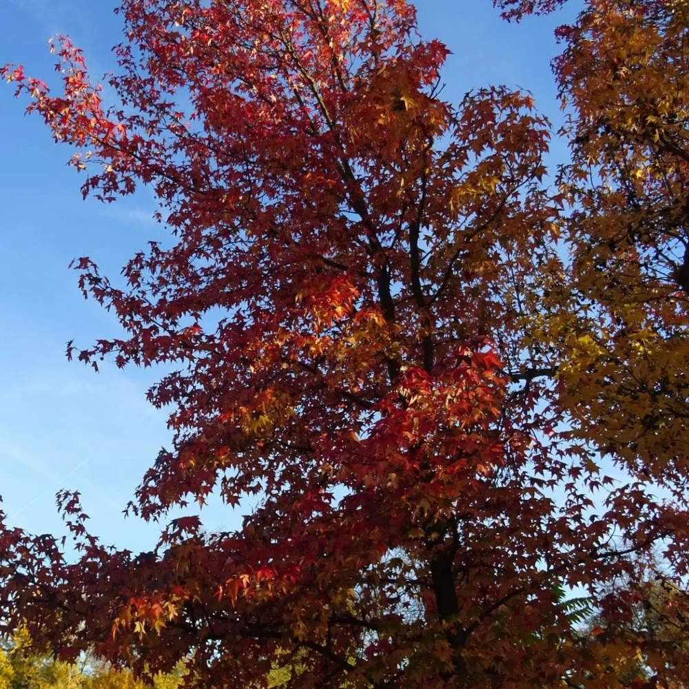 Copalme D'amérique Styraciflua/pot De 10l - 100/125 Cm 6 Copalme D'amérique Styraciflua/pot De 10l - 100/125 Cm – Image 4