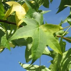 Copalme D'amérique Styraciflua/pot De 10l - 100/125 Cm