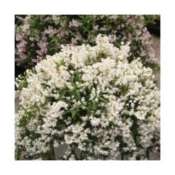 Deutzie X Hybrida Yuki Snowflake® 'ncdx1'/pot De 3l - 20/40 Cm -VIDAXL Soldes Magasin 64009879e482b6.14119373