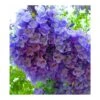 Jacaranda Mimosifolia (flamboyant Bleu) Bleu - Taille Pot De 3 Litres - 80/100 Cm -VIDAXL Soldes Magasin 64038b2e2ed167.74469299