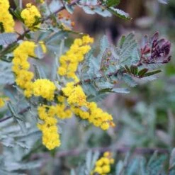 Acacia Baileyana 'purpurea' (acacia Pourpre De Bailey) Jaune - Taille Pot De 3 Litres - 80/100 Cm -VIDAXL Soldes Magasin 64038b61d87853.66386408
