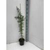Acacia Baileyana 'purpurea' (acacia Pourpre De Bailey) Jaune - Taille Pot De 3 Litres - 80/100 Cm -VIDAXL Soldes Magasin 64038b61e11d74.58581356
