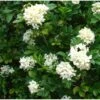 Murraya Paniculata (buis De Chine, Bois Jasmin, Oranger Jasmin) Blanc - Taille Pot De 10 Litres ? 140/160 Cm -VIDAXL Soldes Magasin 64038b638a2e35.43585900