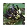 Kennedia Nigricans (pois Corail Noir) Taille Pot De 2 Litres - 80/100 Cm - Jaune -VIDAXL Soldes Magasin 64038b651ca881.23094845