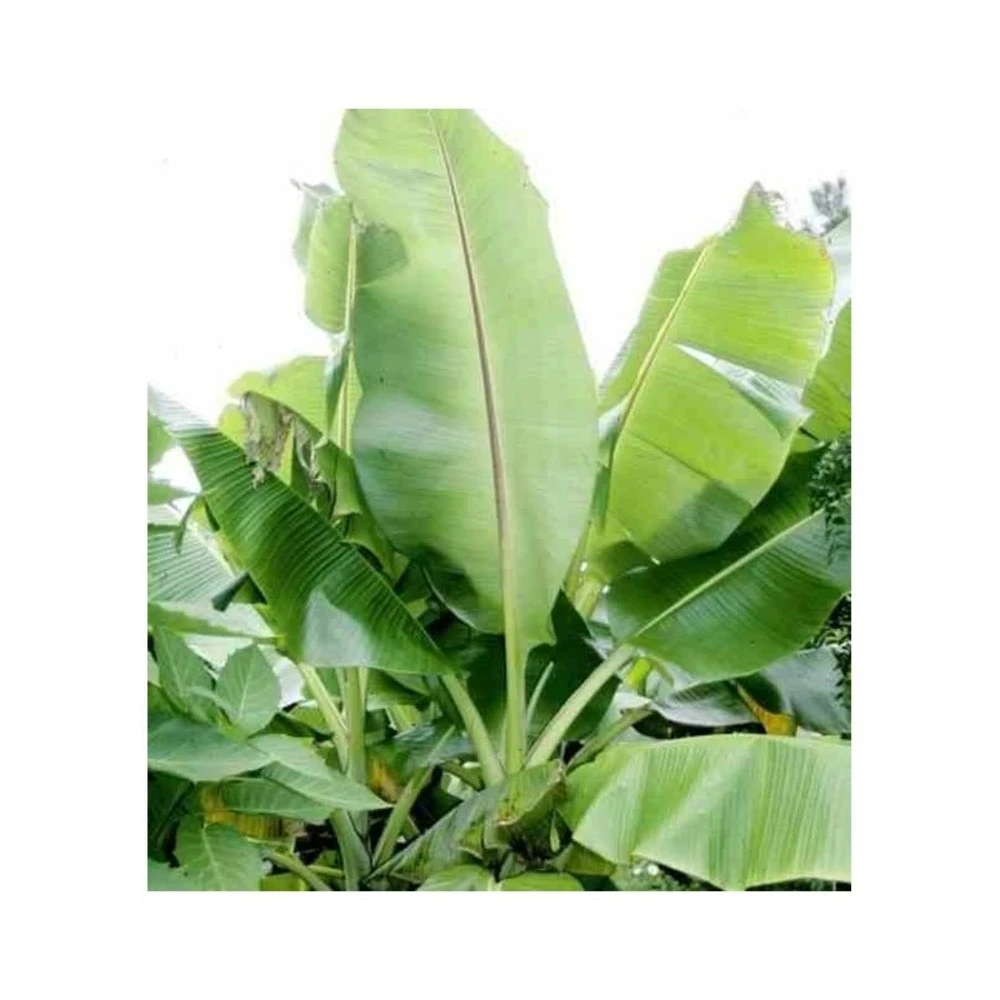 Bananier Musa Sikkimensis Rouge - Taille Pot De 6 Litres - 80/100 Cm 3 Bananier Musa Sikkimensis Rouge - Taille Pot De 6 Litres - 80/100 Cm