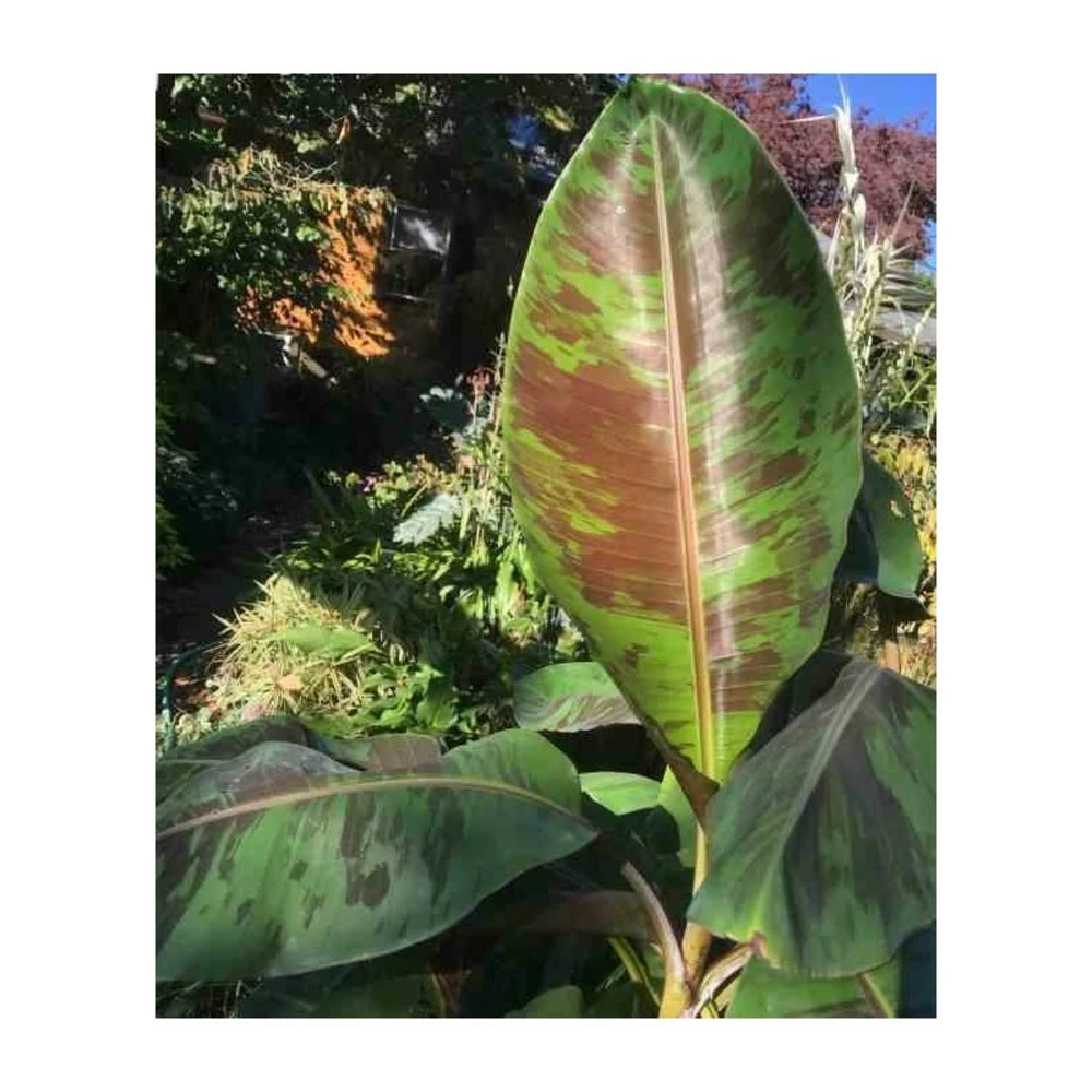 Bananier Musa Sikkimensis Rouge - Taille Pot De 6 Litres - 80/100 Cm 4 Bananier Musa Sikkimensis Rouge - Taille Pot De 6 Litres - 80/100 Cm – Image 2