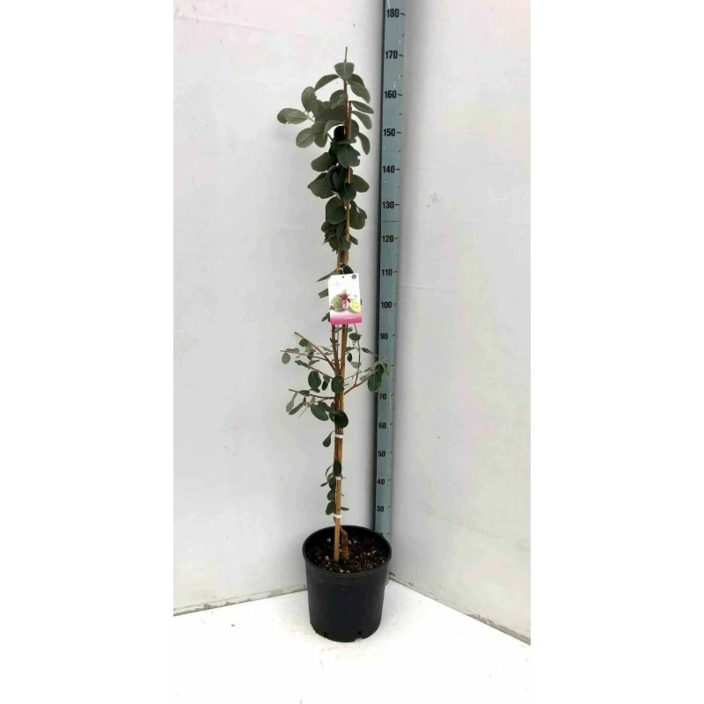 Acca Sellowiana (feijoa Ou Goyave Ananas) Rouge - Taille Pot De 9 Litres - 80/100 Cm 3 Acca Sellowiana (feijoa Ou Goyave Ananas) Rouge - Taille Pot De 9 Litres - 80/100 Cm