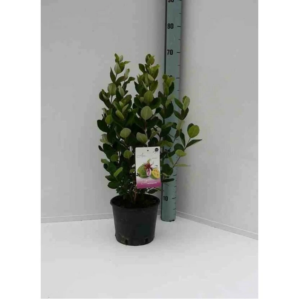Acca Sellowiana (feijoa Ou Goyave Ananas) Rouge - Taille Pot De 9 Litres - 80/100 Cm 5 Acca Sellowiana (feijoa Ou Goyave Ananas) Rouge - Taille Pot De 9 Litres - 80/100 Cm – Image 3