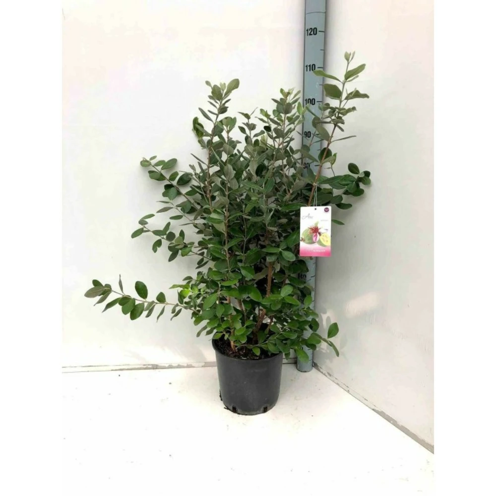 Acca Sellowiana (feijoa Ou Goyave Ananas) Rouge - Taille Pot De 9 Litres - 80/100 Cm 4 Acca Sellowiana (feijoa Ou Goyave Ananas) Rouge - Taille Pot De 9 Litres - 80/100 Cm – Image 2