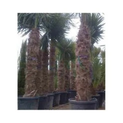 Trachycarpus Fortunei (palmier Chanvre, Palmier Moulin à Vent) 17l - Stipe 20/30 -total 100/120cm -VIDAXL Soldes Magasin 64038b6bda1517.31334211