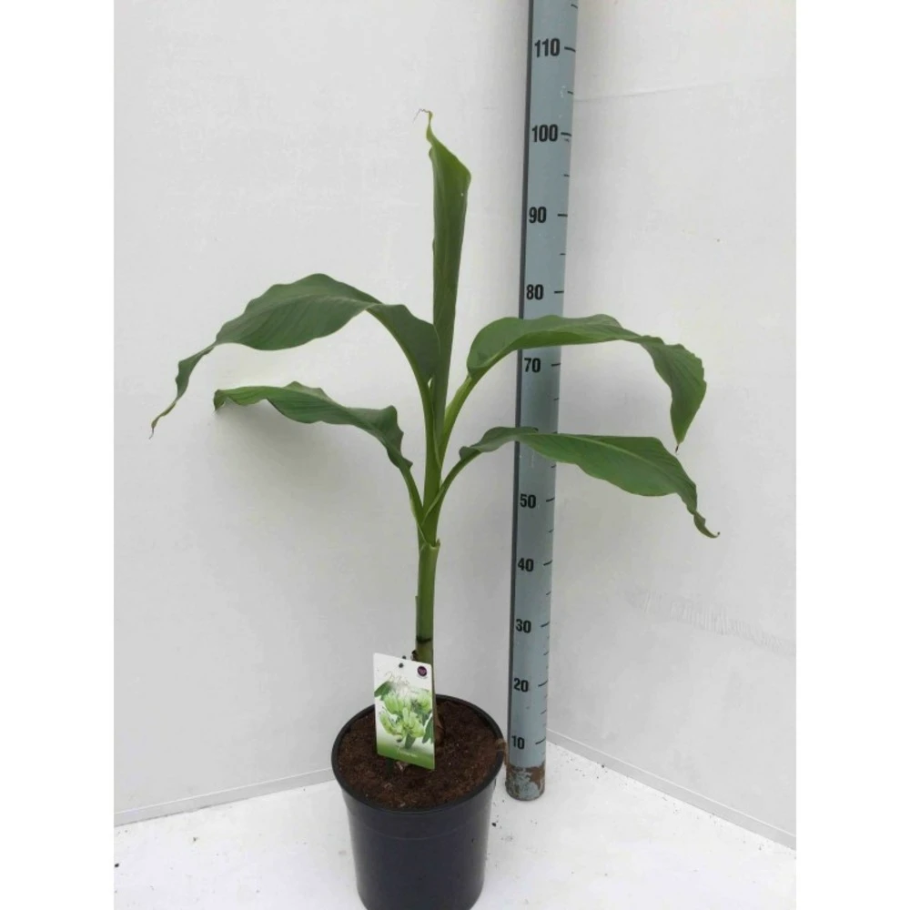 Musa Basjoo X Hybridum (bananier Rustique) Jaune - Taille Pot De 50 Litres - 120/140 Cm Multi Troncs 5 Musa Basjoo X Hybridum (bananier Rustique) Jaune - Taille Pot De 50 Litres - 120/140 Cm Multi Troncs – Image 3