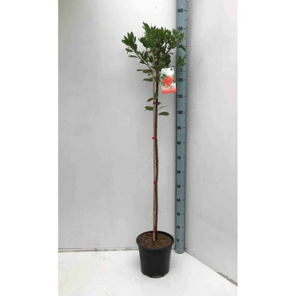 Arbutus Unedo Var. Rubra (arbousier) Blanc - Taille Pot De 2 Litres ? 30/40 Cm 4 Arbutus Unedo Var. Rubra (arbousier) Blanc - Taille Pot De 2 Litres ? 30/40 Cm – Image 2