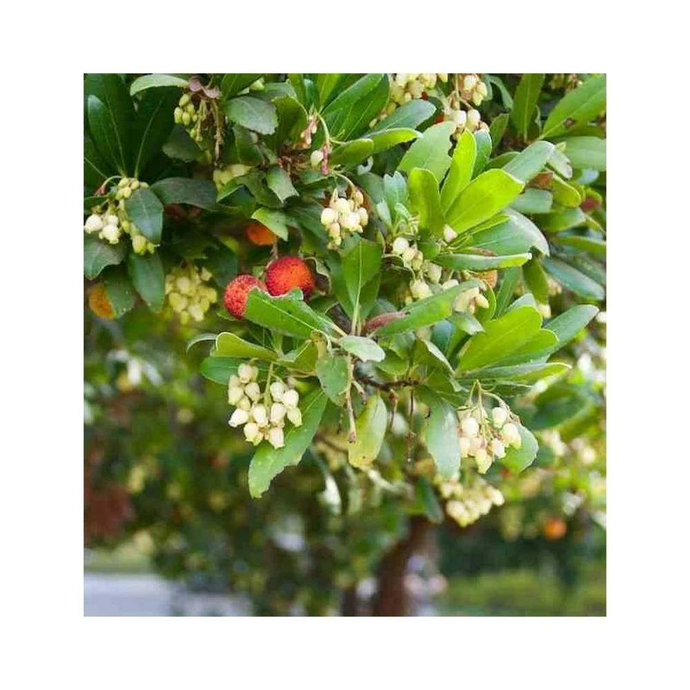 Arbutus Unedo Var. Rubra (arbousier) Blanc - Taille Pot De 2 Litres ? 30/40 Cm 6 Arbutus Unedo Var. Rubra (arbousier) Blanc - Taille Pot De 2 Litres ? 30/40 Cm – Image 4