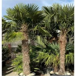 Trachycarpus Fortunei (palmier Chanvre, Palmier Moulin à Vent) 30l - Stipe 30/40 - Total 100/125cm 7 Trachycarpus Fortunei (palmier Chanvre, Palmier Moulin à Vent) 30l - Stipe 30/40 - Total 100/125cm -VIDAXL Soldes Magasin 64038b75e8b490.59158100