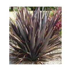 Phormium Tenax Var. Purpurea (lin De Nouvelle-zélande) Taille Pot De 6 Litres - 80/100 Cm - Jaune Et Rouge -VIDAXL Soldes Magasin 64038b7e56af09.73371287