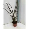 Phormium Tenax Var. Purpurea (lin De Nouvelle-zélande) Taille Pot De 6 Litres - 80/100 Cm - Jaune Et Rouge -VIDAXL Soldes Magasin 64038b7e5a72f8.50303400